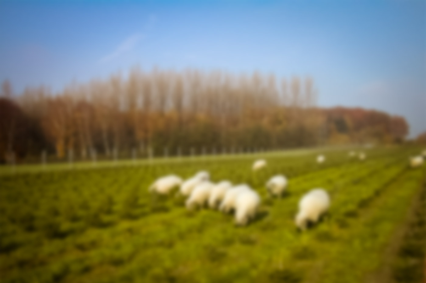 Shropshire Schafe auf Wiese