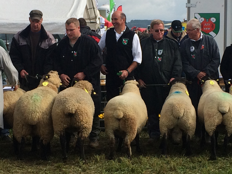 Bundesschafschau Lindlar 2015 Bundesschafschau Lindlar 2015