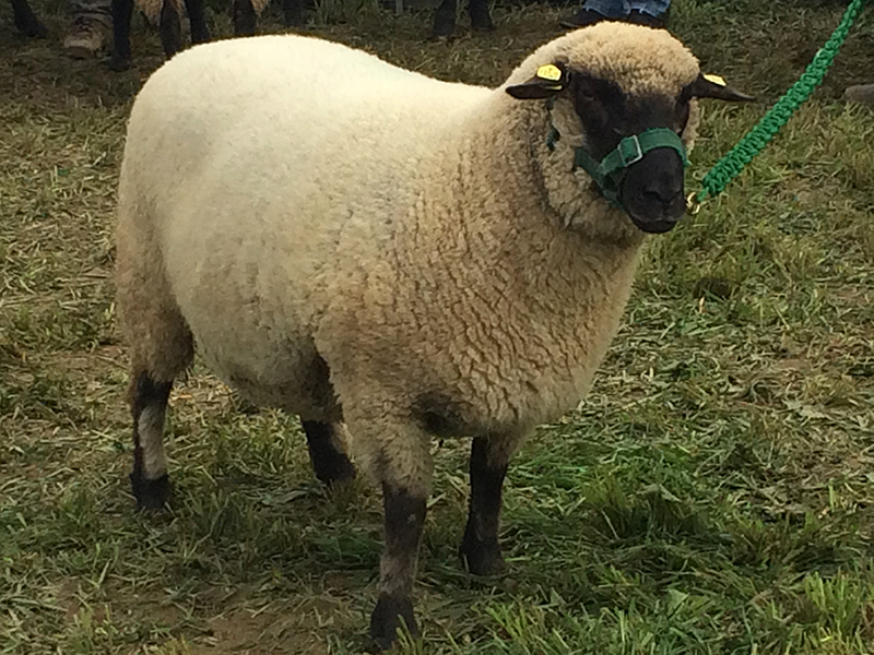 Landessieger 2015 in Lindlar Landessieger 2015 in Lindlar